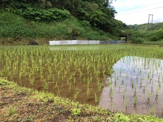 田んぼの様子