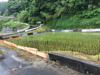 田んぼの柵の様子2