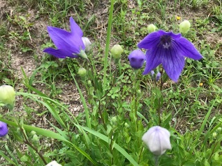 道端の草花