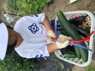 野菜の収穫1