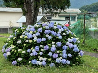 アジサイの花