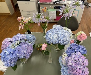 アジサイの花