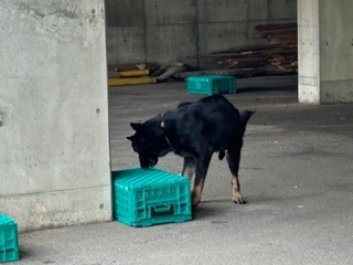 警察犬6