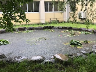 雨の池