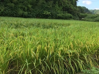 田んぼの様子