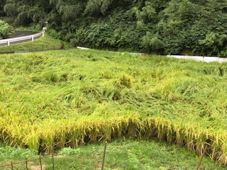 田んぼの様子