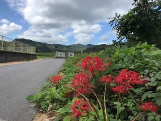 彼岸花と空