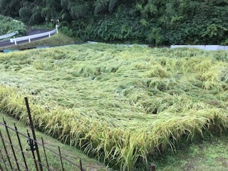 田んぼの様子