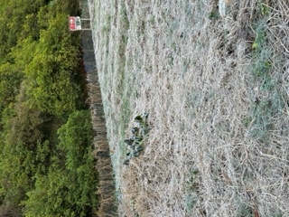 畑に降りた霜