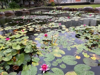 池のスイレン