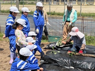 植え方を教わりました