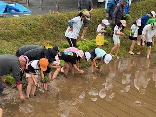 田植え2