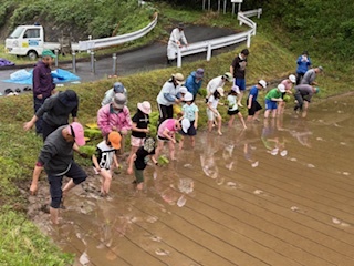 田植え3