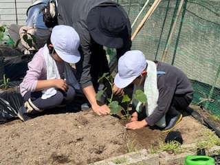 低学年畑2