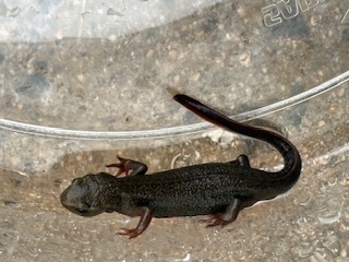 アカハライモリ