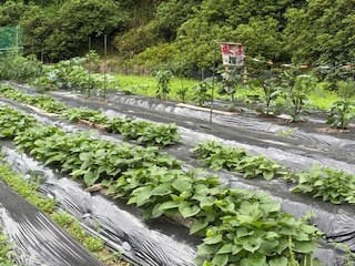 井尻っ子畑