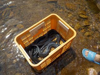 うなぎ