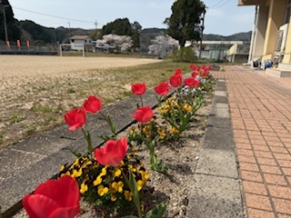 チューリップ