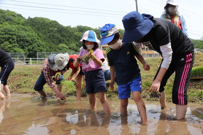 1年生は、初めての田植えです。