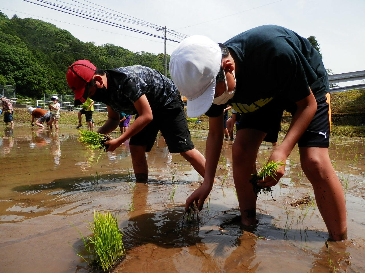 田植えの経験のある高学年は慣れた手つきで植えています。