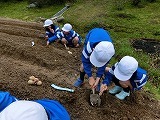 種芋を植えている様子1