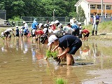 田植えの様子