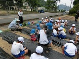 さつまいも苗植えの様子