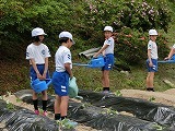 さつまいも苗植えの様子2