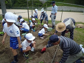 教えてもらって植えています