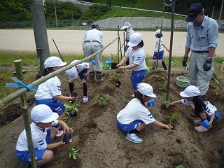 みんなで力を合わせて植えています