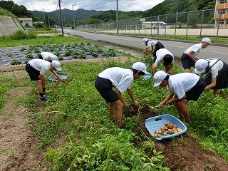 収穫作業をしています