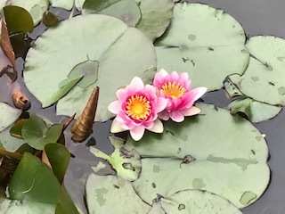 蓮の花です