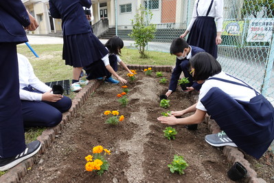 花壇に植えました。