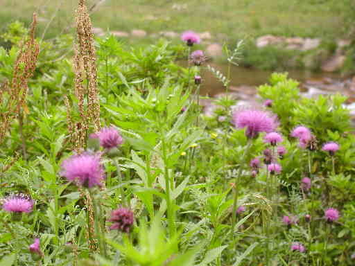 アザミの花