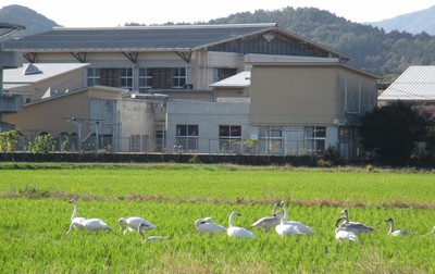 校舎と白鳥