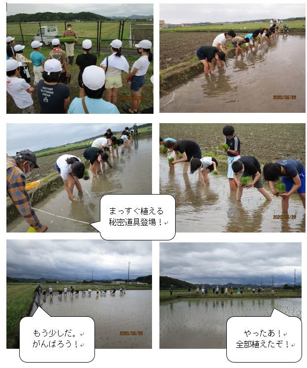 田植え