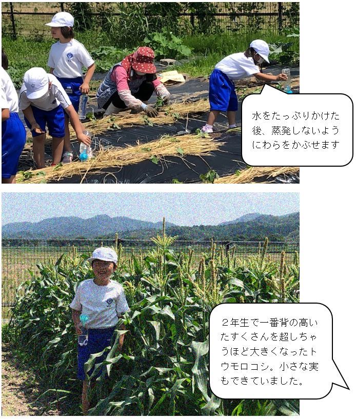 サツマイモ苗植え２