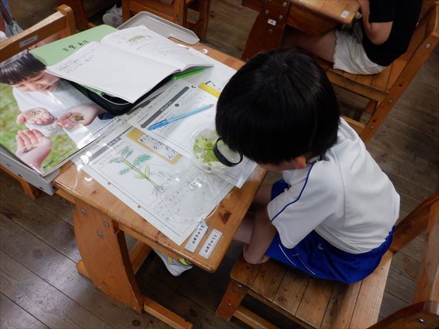 理科の観察の様子１