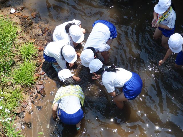 水生生物調査３