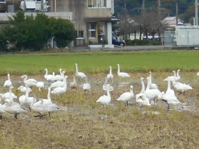 白鳥飛来２