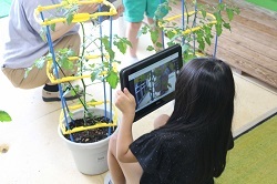 クロームブックでミニトマトを撮影する児童の写真2
