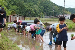 田植えをする児童の写真