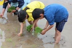 田植えをする児童の写真2