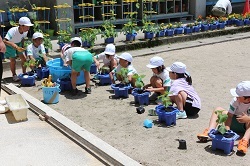 野菜の苗植えをする児童の写真