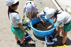 鉢に土を入れる児童の写真