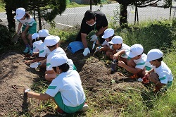 芋を掘る児童の写真1