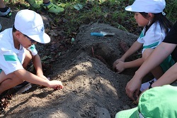 芋を掘る児童の写真2