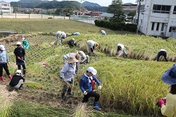 稲刈りをする児童の写真1