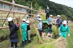 はでに稲を掛ける児童の写真