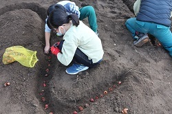 文字をかたどって球根を植える児童の写真2